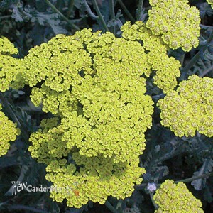 'Moonshine'  Yarrow