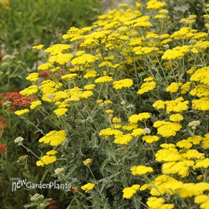 'Moonshine'  Yarrow
