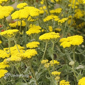 'Moonshine'  Yarrow
