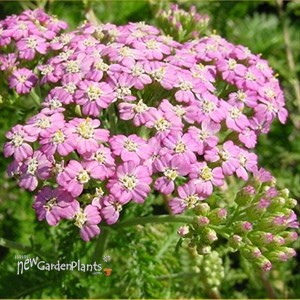 'Apple Blossom'  Yarrow