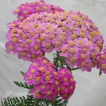 'Apple Blossom'  Yarrow