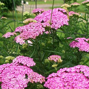'Apple Blossom'  Yarrow