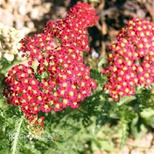 'Paprika'  Yarrow