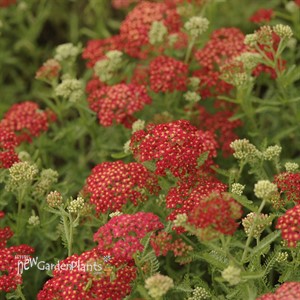 'Paprika'  Yarrow