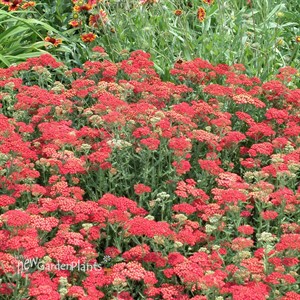'Paprika'  Yarrow