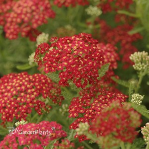 'Paprika'  Yarrow