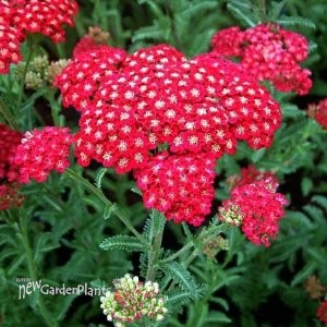 'Red Velvet'  Yarrow