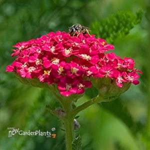 'Red Velvet'  Yarrow