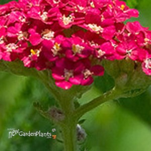 'Red Velvet'  Yarrow
