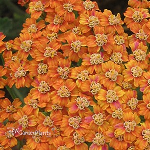 'Terracotta'  Yarrow