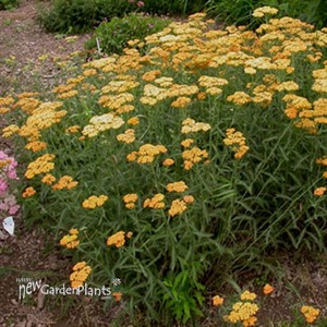 'Terracotta'  Yarrow