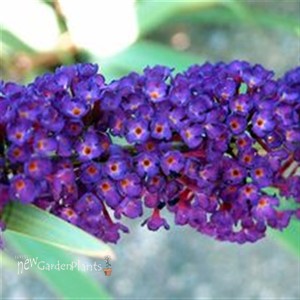 'Black Knight'  Butterfly Bush