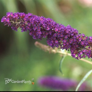 'Black Knight'  Butterfly Bush
