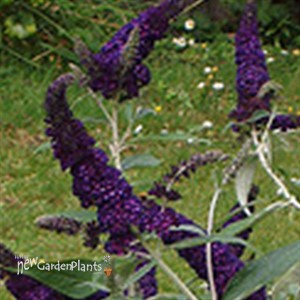 'Black Knight'  Butterfly Bush