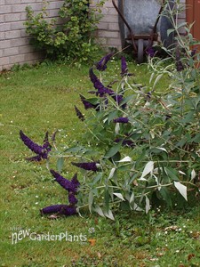 'Black Knight'  Butterfly Bush