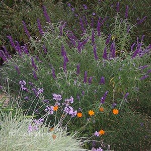 'Black Knight'  Butterfly Bush
