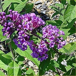 Butterfly Bush 'Nanho Blue'