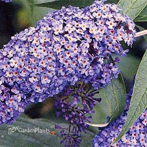 Butterfly Bush 'Nanho Blue'