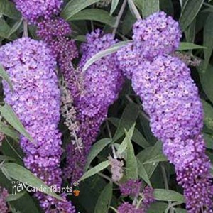 Butterfly Bush 'Nanho Blue'