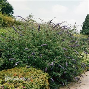 Butterfly Bush 'Nanho Blue'