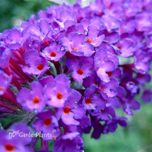 Buddleia 'Nanho Purple' Butterfly Bush
