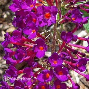 Buddleia 'Nanho Purple' Butterfly Bush