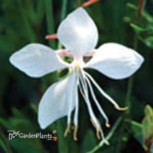 'Snow Fountain' Butterfly Guara