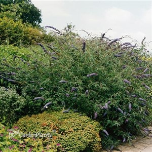 Buddleia 'Nanho Purple' Butterfly Bush