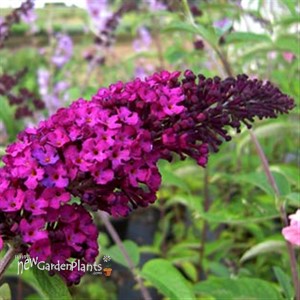 'Royal Red' Butterfly Bush
