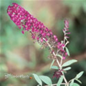 'Royal Red' Butterfly Bush