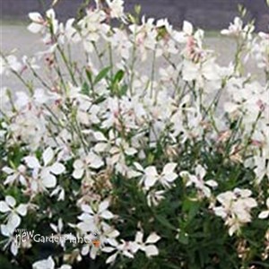 'Snow Fountain' Butterfly Guara