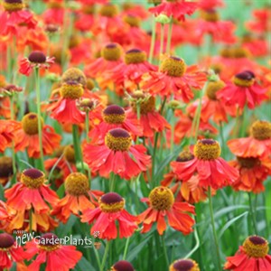'Ruby Tuesday'  Sneezeweed