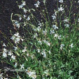 'Snow Fountain' Butterfly Guara