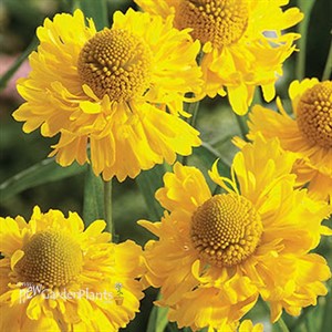 'Double Trouble'  Sneezeweed