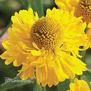'Double Trouble'  Sneezeweed