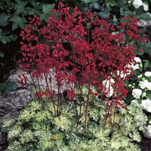 'Hercules' Coral Bells