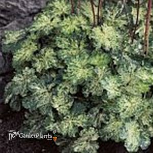 'Hercules' Coral Bells