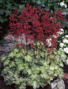 'Hercules' Coral Bells