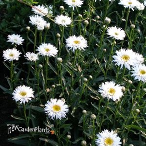 'Aglaia' Fringed Daisy