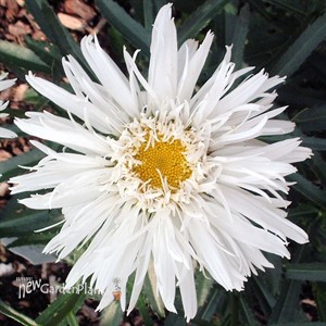 'Aglaia' Fringed Daisy
