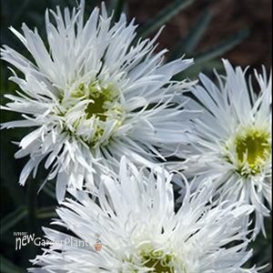 'Aglaia' Fringed Daisy
