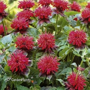 'Fireball'  Bee Balm