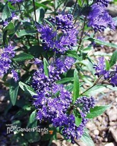 Bluebeard 'Dark Knight'