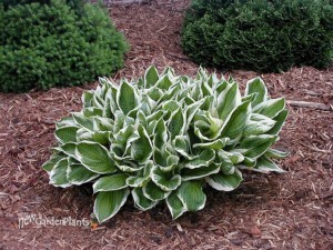Albo Marginata Hosta