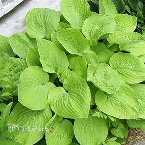 Hosta 'August Moon' 