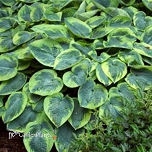 tokudama 'Flavo Circinalis' 