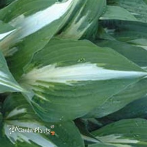 'Night Before Christmas'