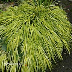 Hakonechloa Golden Japanese Forest Grass