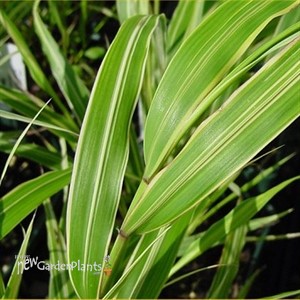 Hakonechloa Golden Japanese Forest Grass