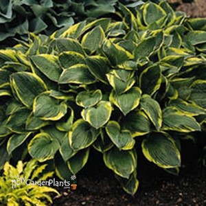 f. 'Aureo Marginata'